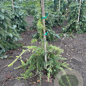 Cedrus l. 'Sargentii' 50-60 cm met kluit