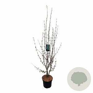 Cercidiphyllum japonicum 100-125 cm met kluit