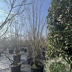 Cercidiphyllum japonicum 350-400 cm cont. 110L meerstammig