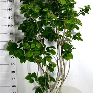 Cercis chinensis 'Avondale' 100-125 cm 20L