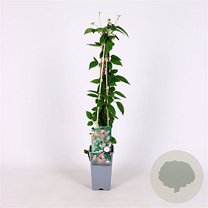 Clematis 'Marjorie' 70 cm 2,0L