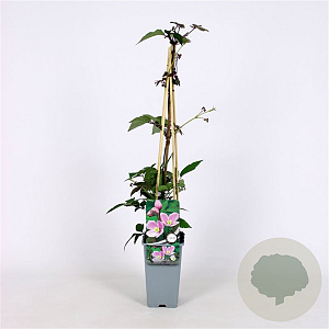 Clematis mont. 'Superba' 70 cm 2,0L