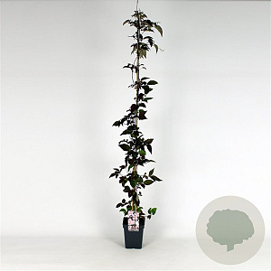 Clematis mont. rubens 150-175 cm 5,0L