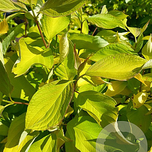 Corylus a. 'Aurea' 150-175 cm met kluit