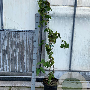 Corylus a. 'Contorta' 100-125 cm 7,5L