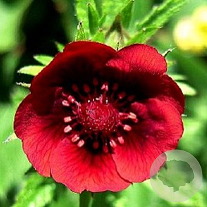 Potentilla th. 'Monarch's Velvet' GM P9
