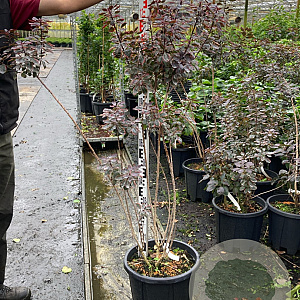 Cotinus cog. 'Royal Purple' 100-125 cm 20L