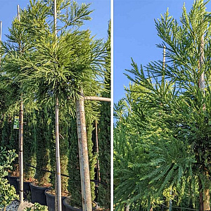 Cryptomeria japonica 'Hongarian Gold' 60-80 cm 5,0L