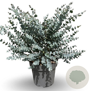 Eucalyptus gunnii Azura 175-200 cm 20L