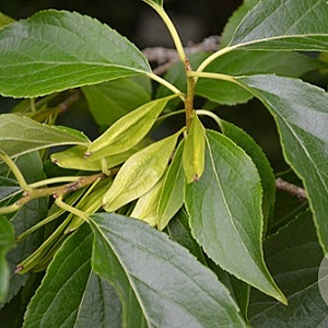 Eucommia ulmoides 175-200 cm 20L