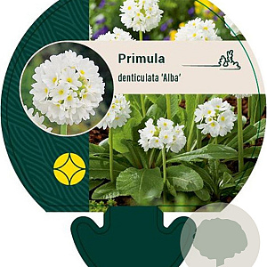 Primula dent. 'Alba' GM P9