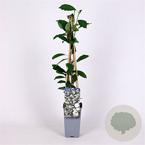 Exochorda racem. Blushing Pearl 70 cm 2,0L