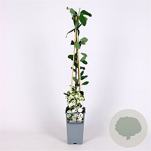 Exochorda 'The Bride' 175-200 cm met kluit