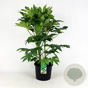 Fatsia japonica A kwaliteit 12L