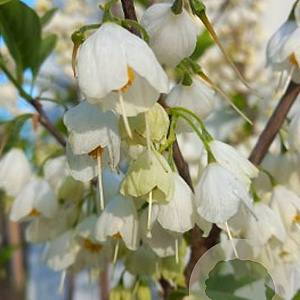 Halesia carolina 80-100 cm 20L