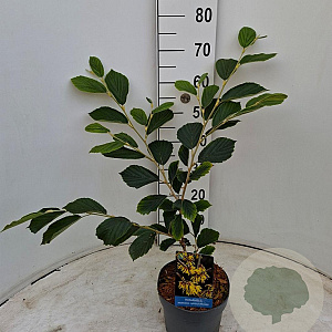 Hamamelis int. 'Arnold Promise' 40-50 cm 3,0L