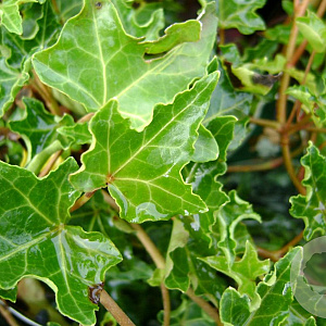 Hedera hel. 'Ivalace' 60-80 cm 2,0L met stok