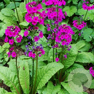 Primula japonica 'Carminea' GM 2,0L