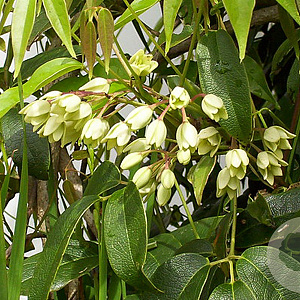 Holboellia coriacea 175-200 cm 20L 3 stok