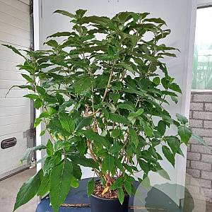 Hydrangea asp. 'Anthony Bullivant' 150-175 cm 20L