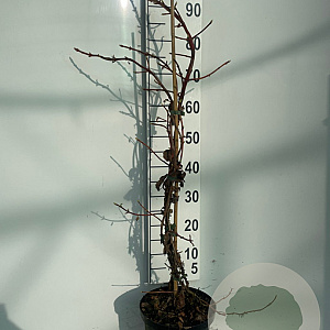 Hydrangea anomala petiolaris 80-100 cm 5,0L