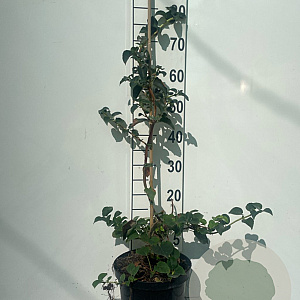 Hydrangea anomala petiolaris 80-100 cm 5,0L