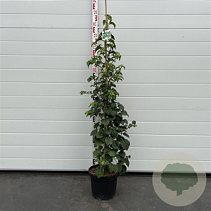 Hydrangea anomala petiolaris 100-125 cm 7,5L