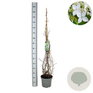 Hydrangea anomala petiolaris 100-125 cm 7,5L