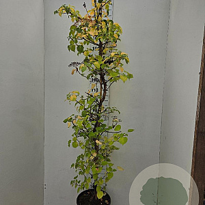 Hydrangea anomala petiolaris 175-200 cm 15L