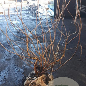 Hydrangea quercifolia 100-125 cm met kluit extra