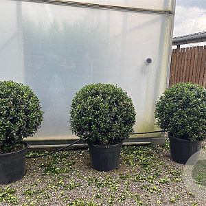 Ilex meserv. 'Blue Angel' 100-125 cm cont. 80L bol