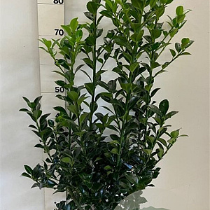 Ilex meserv. Heckenfee 80-100 cm met kluit