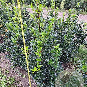 Ilex meserv. Heckenfee 80-100 cm met kluit