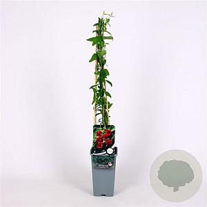 Jasminum beesianum 70 cm 2,0L