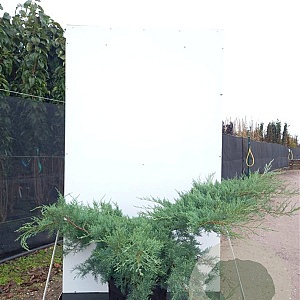 Juniperus virg. 'Grey Owl' 100-125 cm 35L breed
