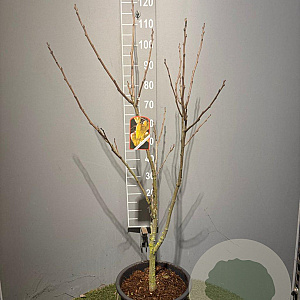 Koelreuteria paniculata 125-150 cm 20L