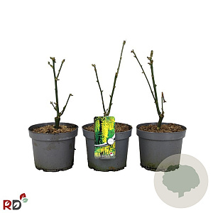 Laburnum wat. 'Vossii' 30-40 cm 5,0L