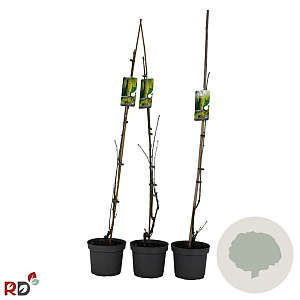 Laburnum wat. 'Vossii' 80-100 cm 5,0L