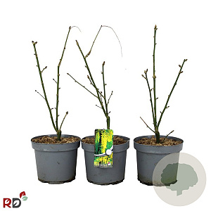 Laburnum wat. 'Vossii' 40-60 cm 7,5L vertakt