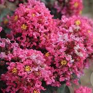Lagerstroemia i. 'Coral Magic' 30-40 cm 5,0L