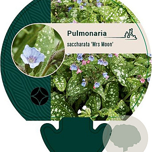 Pulmonaria s. 'Mrs Moon' GM P9