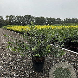 Ligustrum vulg. 'Lodense' 30-40 cm 4,0L