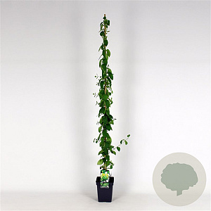 Lonicera jap. 'Hall's Prolific' 150-175 cm 5,0L