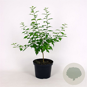 Maclura pomifera 100-125 cm 12L