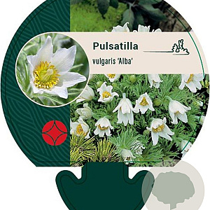 Pulsatilla v. 'Alba' GM P9