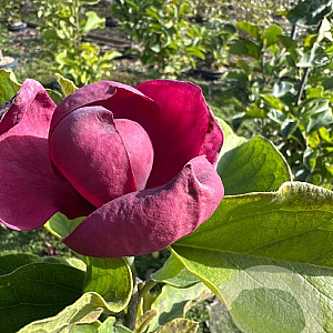 Magnolia 'Genie' 60-80 cm 7,5L