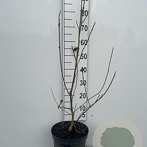 Magnolia 'Genie' 80-100 cm 7,5L