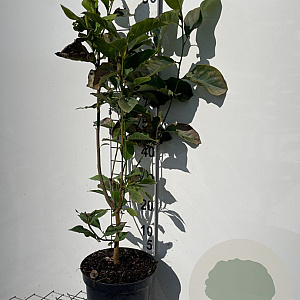 Magnolia 'Genie' 80-100 cm 7,5L