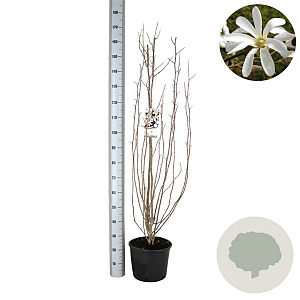 Magnolia kobus 125-150 cm 12L