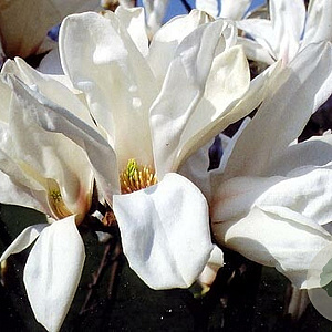 Magnolia 'Pegasus' 100-125 cm 20L